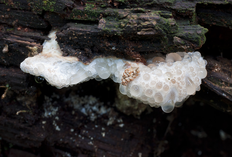 Oligoporus guttulatus